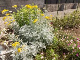 中庭の花と植物
