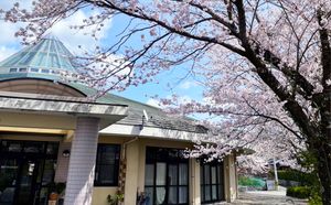 桜が咲く外観