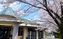 桜が咲く外観