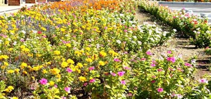 色とりどりの花が咲く庭
