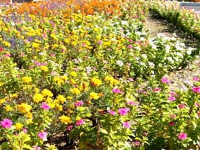 色とりどりの花が咲く庭 庭 カラフルな花々が彩る心和む空間です。四季折々の景色をお楽しみいただけます。