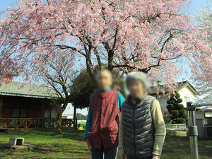桜の木と庭の様子