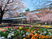 桜咲く施設の外観  