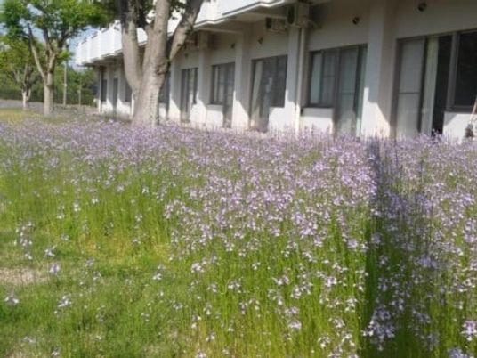 花咲く中庭  
