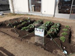 野菜が植えられた庭