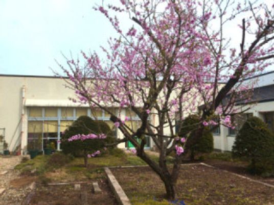 花咲く木の中庭