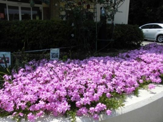 花壇の外観  