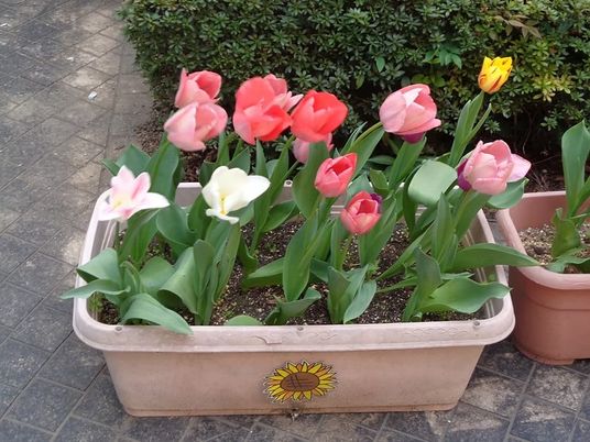鉢植えの花壇の庭  