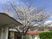 桜咲く外観  