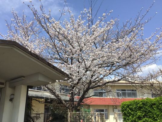 桜咲く外観  