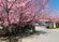 桜が咲く外観
