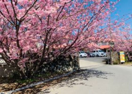 桜が咲く外観