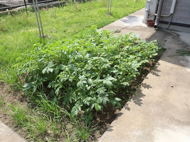 緑豊かな施設の庭 庭 ゆったりとした時間が流れる緑あふれる庭です。自然に触れながら、穏やかな日々をお過ごしいただけます。