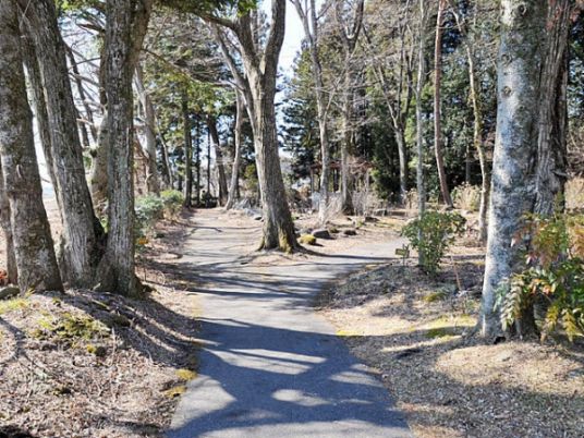静かな森の中の小道