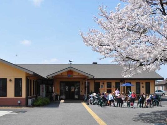 桜と共に過ごす昼下がり
