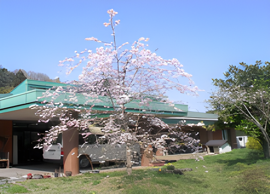 桜のある庭