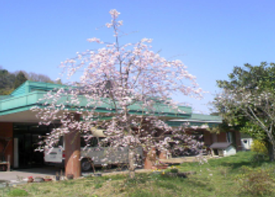 桜のある庭