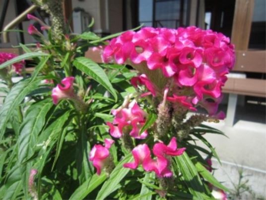 ピンクの花が咲く庭