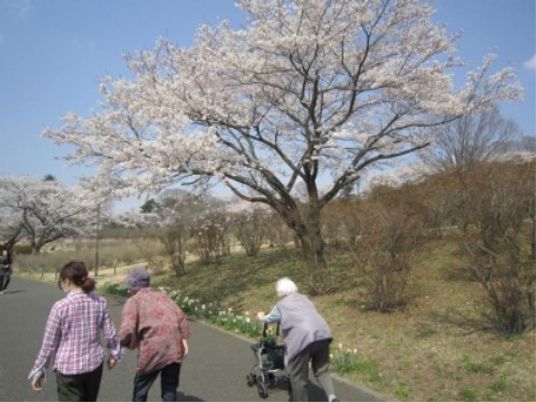 散歩する高齢者と桜