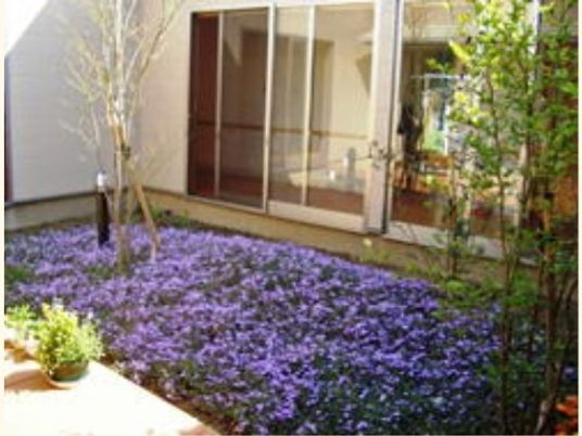 紫色の花と中庭