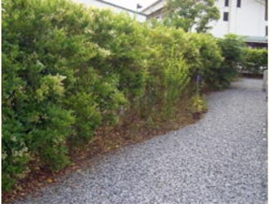 緑豊かな庭の小道