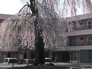 施設外観と桜の木  