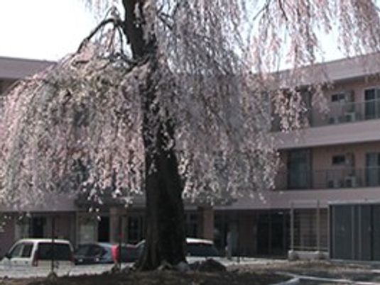 施設外観と桜の木  