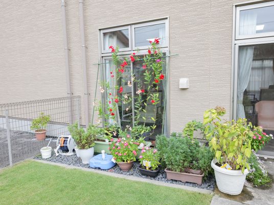 色とりどりの植物付き庭