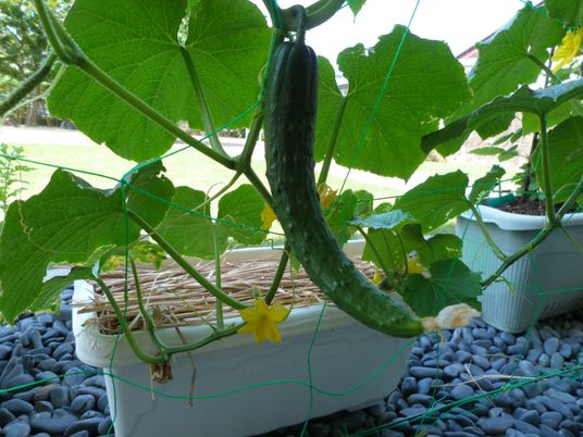 成長する野菜のプランター