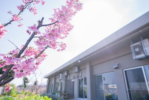 桜前線の外観