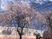 桜と建物の外観  