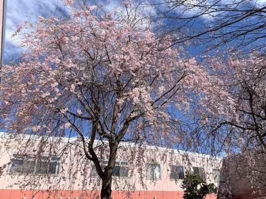 桜と建物の外観  