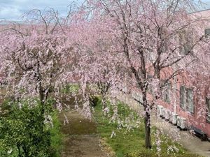桜が咲く中庭  