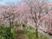 桜が咲く中庭  