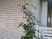 建物外壁と植栽の外観  