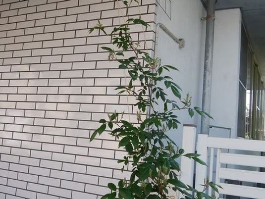 建物外壁と植栽の外観  
