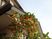 花咲く建物外観  