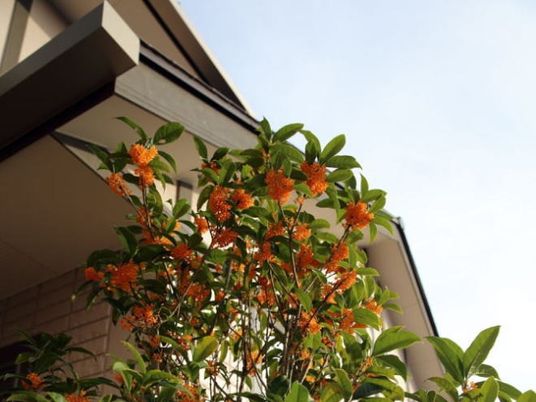 花咲く建物外観  