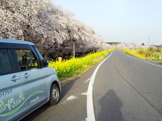 桜並木の車道