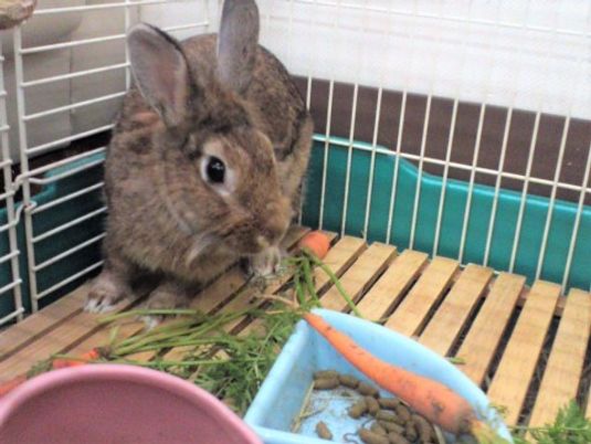 ウサギがエサを食べる様子