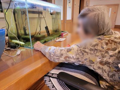 水槽を見つめる様子