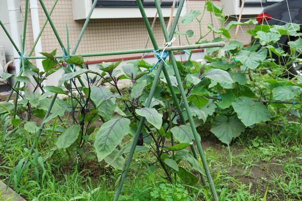 緑の植物が茂る庭