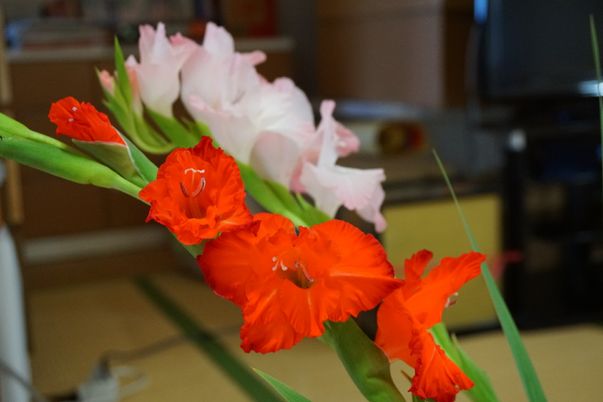 鮮やかな花が咲く居室