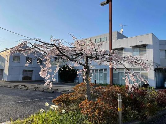 桜がある施設外観  
