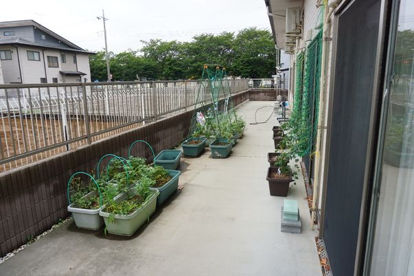 緑の植物が並ぶバルコニー