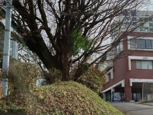 大きな木のある庭  