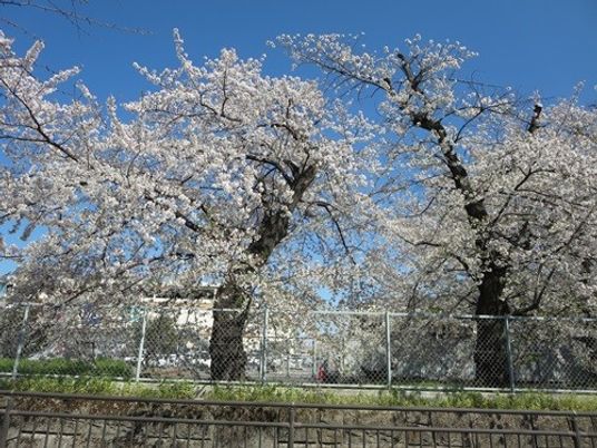 色とりどりの花々の中庭
