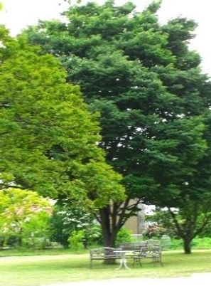 緑豊かな公園風景