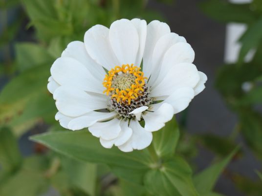 白と黄色の美しい花