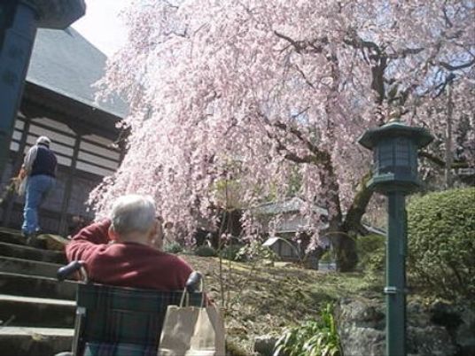桜とともに休む人